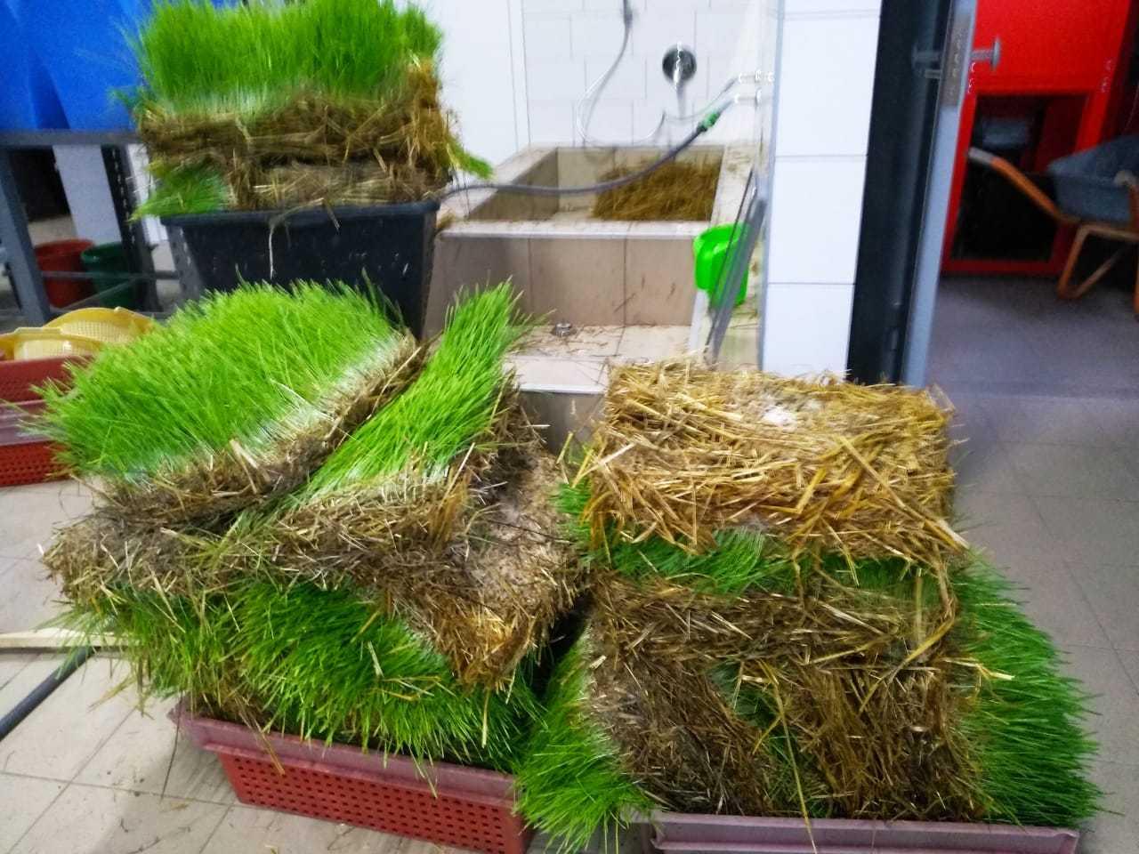 Зелёный коврик высокопитательного корма